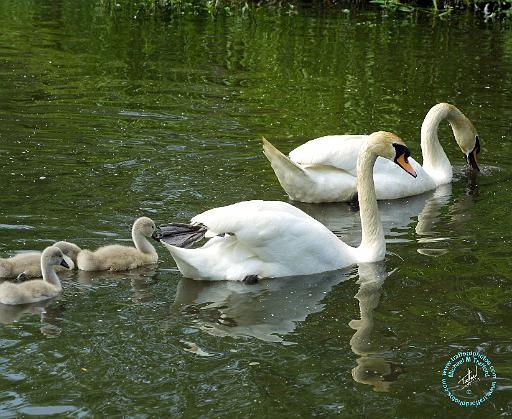 Mute Swan 9R054D-126.JPG